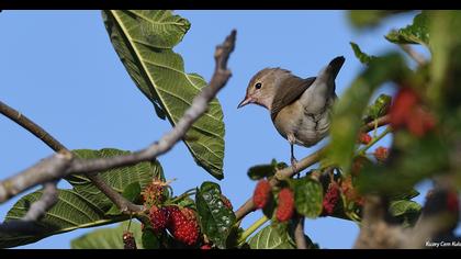 Garden Warbler
