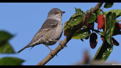 Barred Warbler