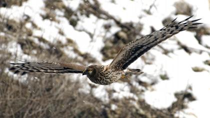 Hen Harrier