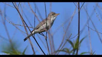 Eastern Olivaceous Warbler