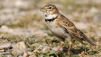 Calandra Lark
