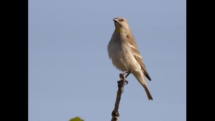 Yellow-throated Sparrow