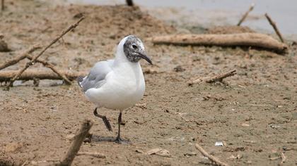 Black-headed Gull
