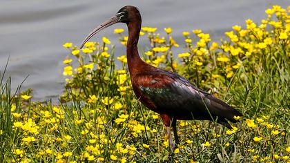 Glossy Ibis