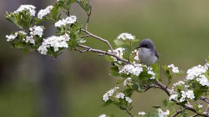Lesser Whitethroat