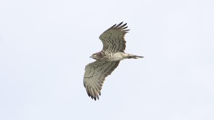 Short-toed Snake Eagle