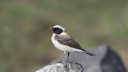 Black-eared Wheatear