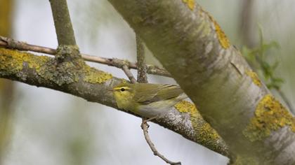 Wood Warbler