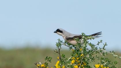 Lesser Grey Shrike