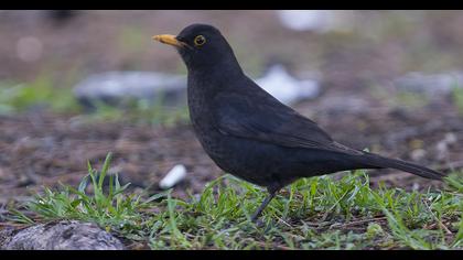 Common Blackbird