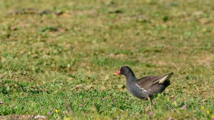 Common Moorhen