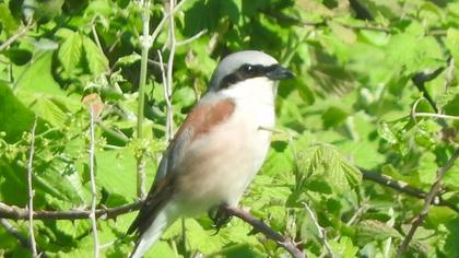 Red-backed Shrike