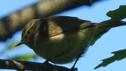 Common Chiffchaff