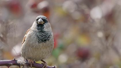 House Sparrow