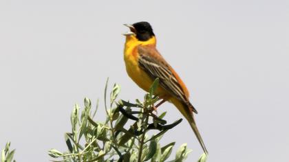 Karabaşlı kirazkuşu