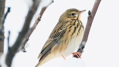 Tree Pipit