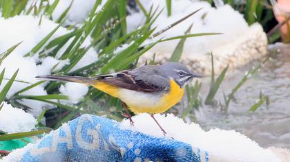 Grey Wagtail