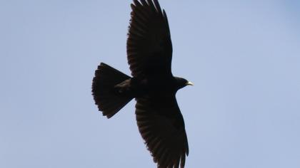 Alpine Chough