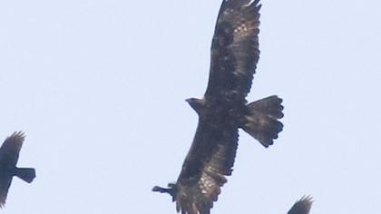 Golden Eagle
