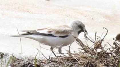 White-winged Snowfinch