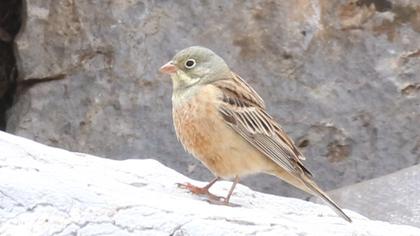 Ortolan Bunting