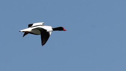 Common Shelduck