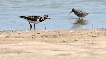 Ruddy Turnstone