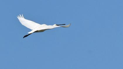 Eurasian Spoonbill