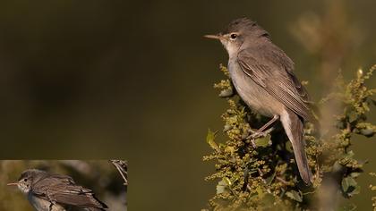 Upcher`s Warbler
