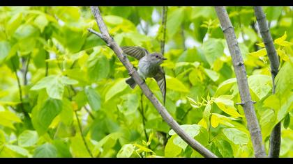 Spotted Flycatcher