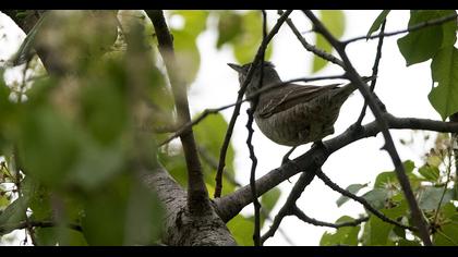 Barred Warbler
