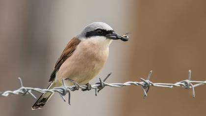 Red-backed Shrike