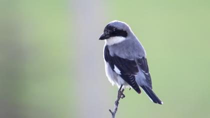 Lesser Grey Shrike