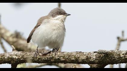 Lesser Whitethroat