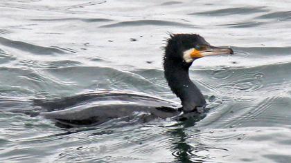 Great Cormorant