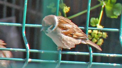 Eurasian Tree Sparrow