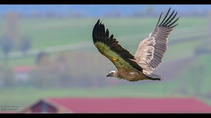 Griffon Vulture