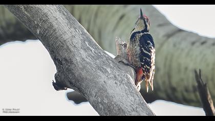 White-backed Woodpecker