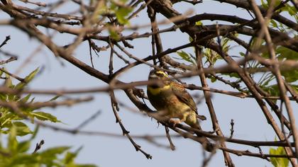 Cirl Bunting