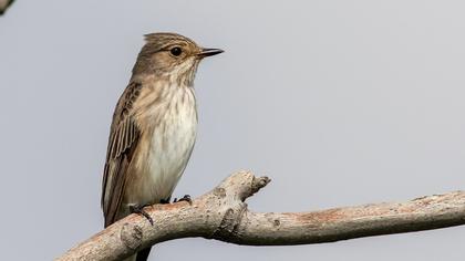 Spotted Flycatcher