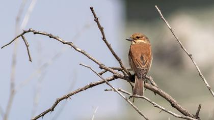 Red-backed Shrike