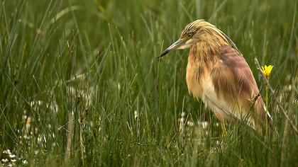 Squacco Heron