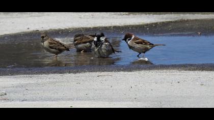 Eurasian Tree Sparrow