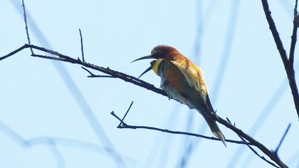 European Bee-eater