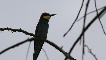 European Bee-eater