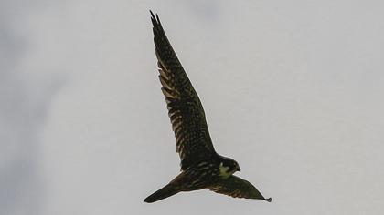 Eurasian Hobby
