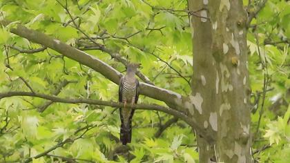 Common Cuckoo