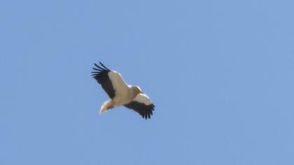 Egyptian Vulture