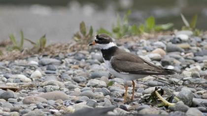 Common Ringed Plover