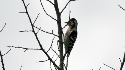 Lesser Spotted Woodpecker